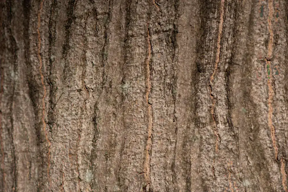 Textura de cuero de primera calidad